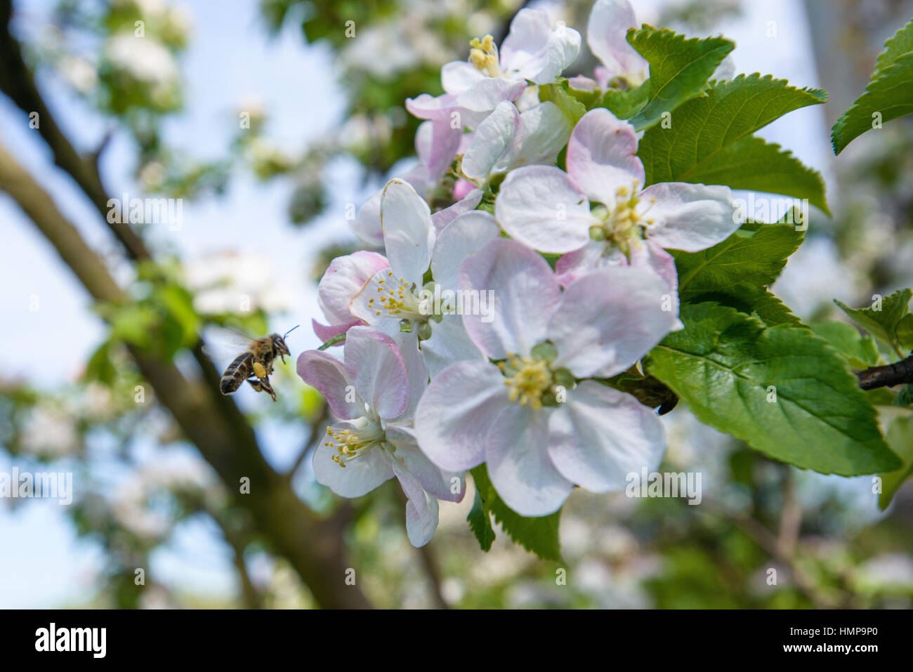 apple blossom trees Stock Photo Alamy