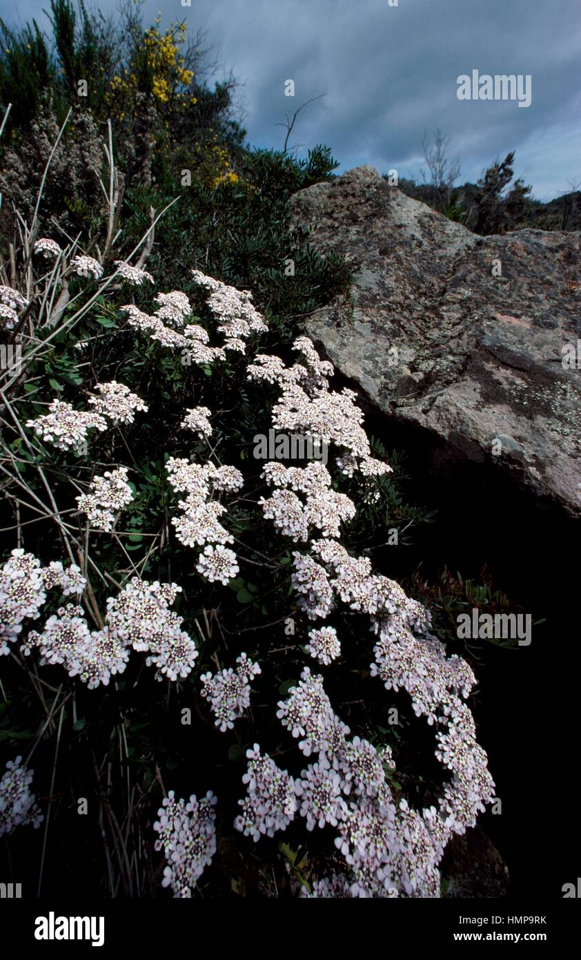 Candytufts (Iberis semperflorens), Brassicaceae, Panarea, Sicily, Italy. Stock Photo