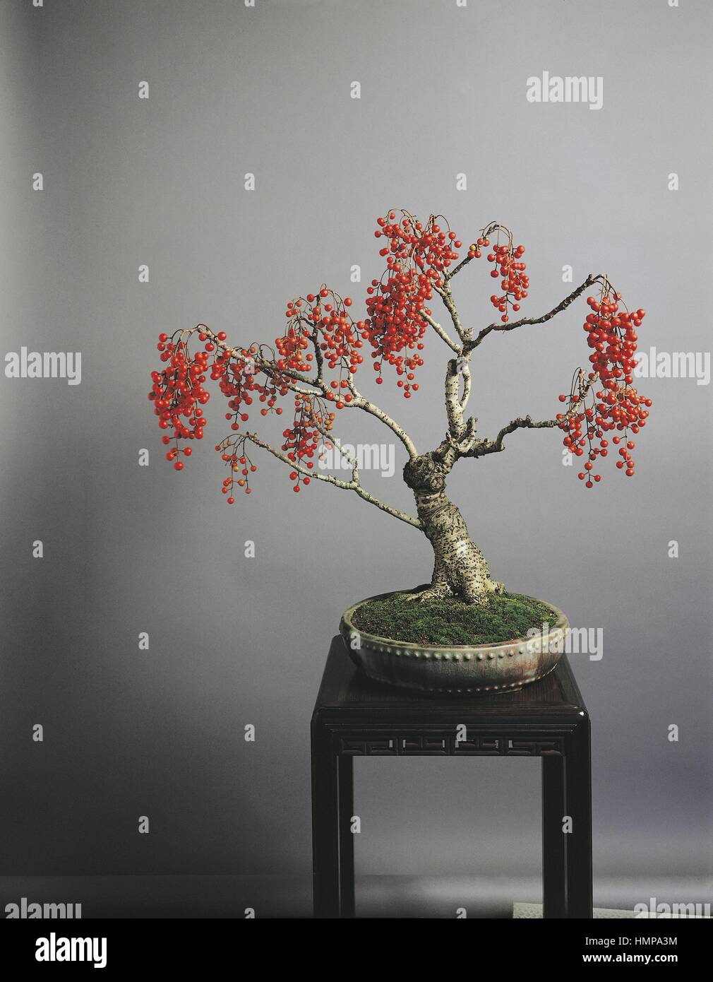 Botany - Bonsai, Idesia polycarpa, 30 years, 58 cm Stock Photo