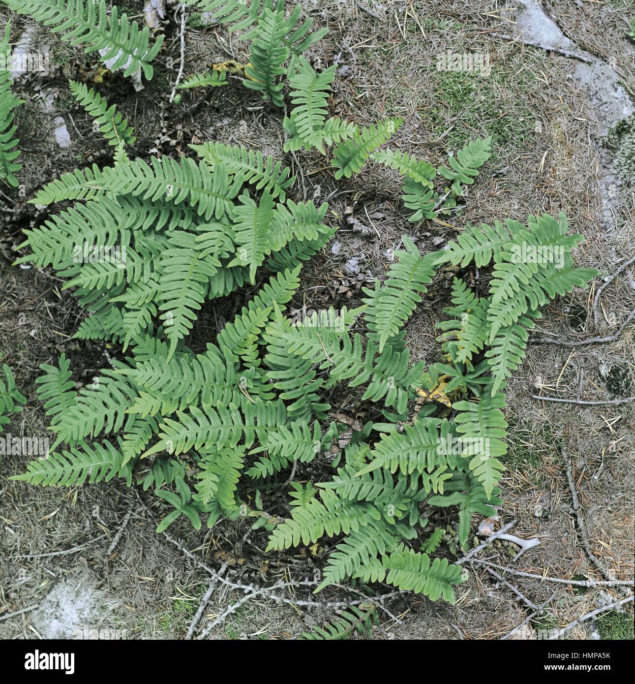 Botany - Polypodiaceae - Common Polypody (Polypodium vulgare) Stock Photo