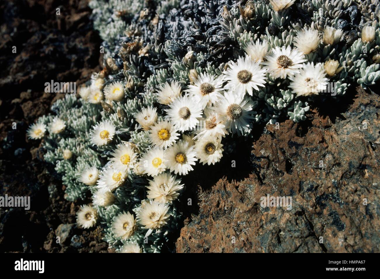 Helichrysum sp, Asteraceae, Kilimanjaro, Tanzania. Stock Photo