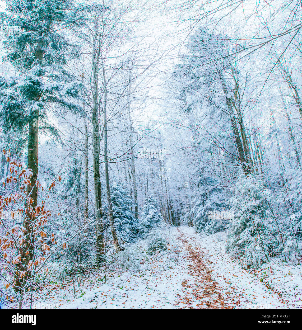 winter landscape trees in frost Stock Photo - Alamy