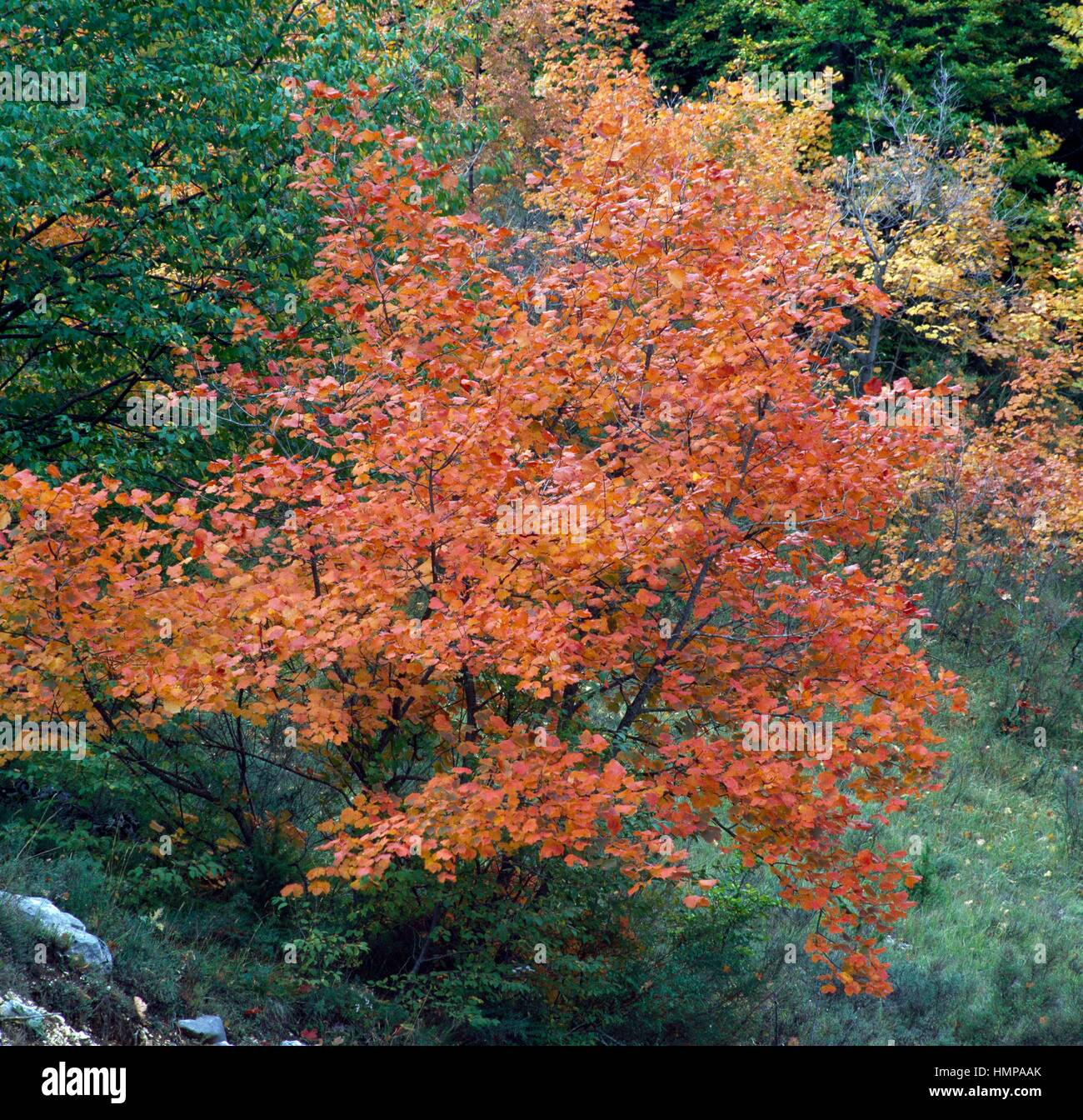 Italian Maple (Acer opalus), Aceraceae. Stock Photo
