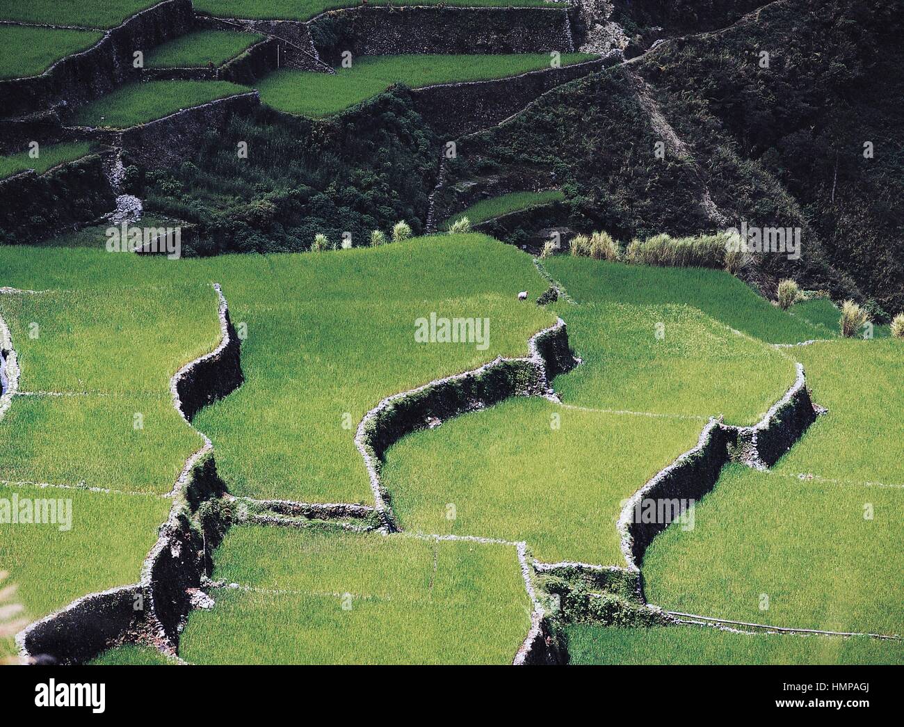Rice terraces at Bontoc, Philippines Stock Photo - Alamy