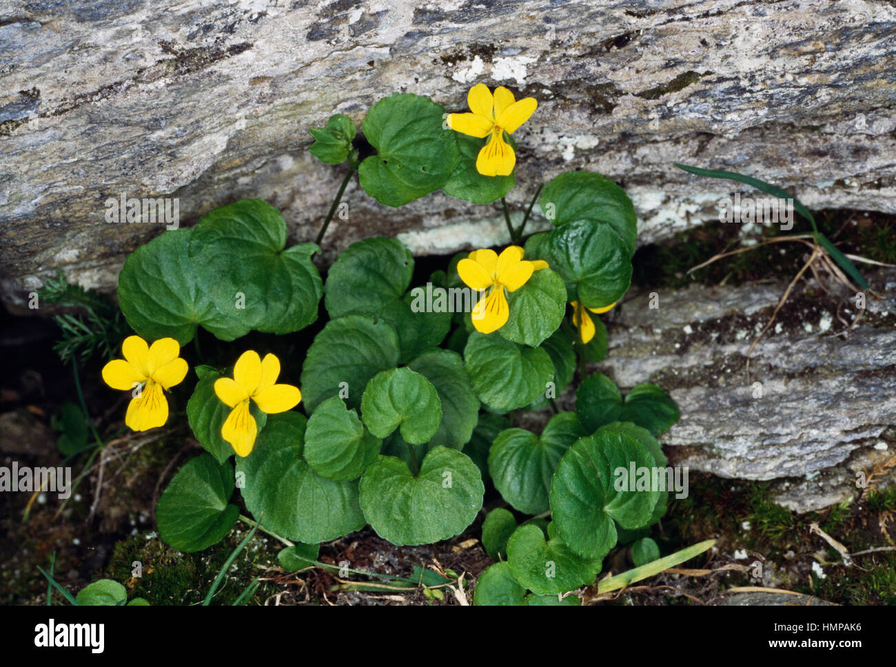Arctic Yellow Violet (Viola biflora), Violaceae. Stock Photo