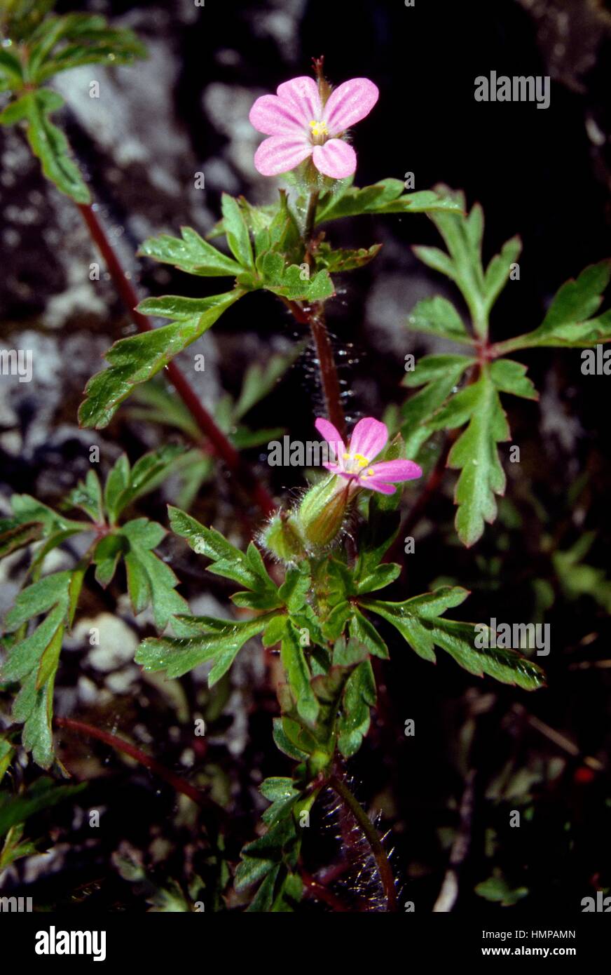 Herbrobert, Robert's geranium or Dove's foot (Geranium robertianum), Geraniaceae Stock Photo