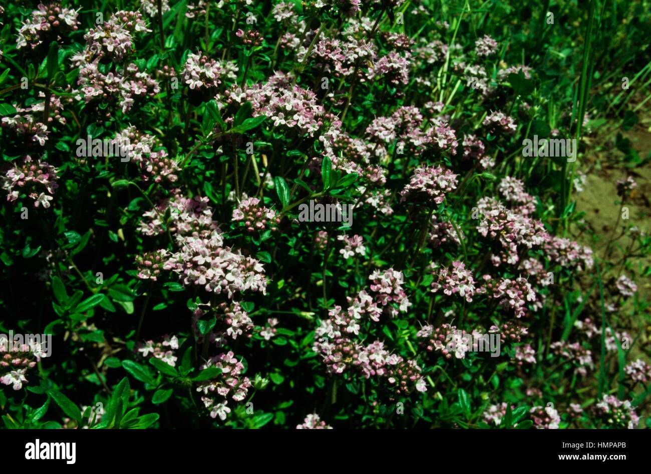Breckland thyme, Wild thyme or Creeping thyme in bloom (Thymus