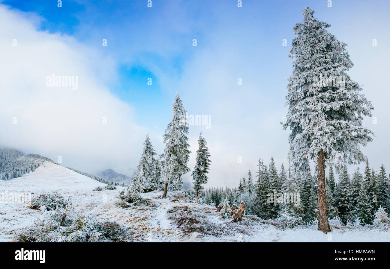 winter landscape trees in frost Stock Photo - Alamy