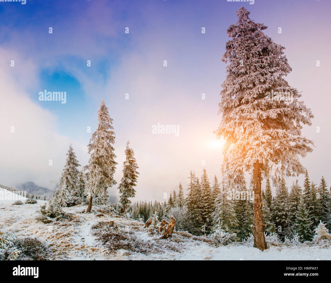 winter landscape trees in frost Stock Photo - Alamy
