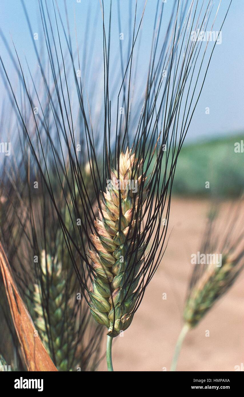 Triticum слушать. Кх тритикум. Triticum aestivum. Triticum певица. Члвз пшеничная.