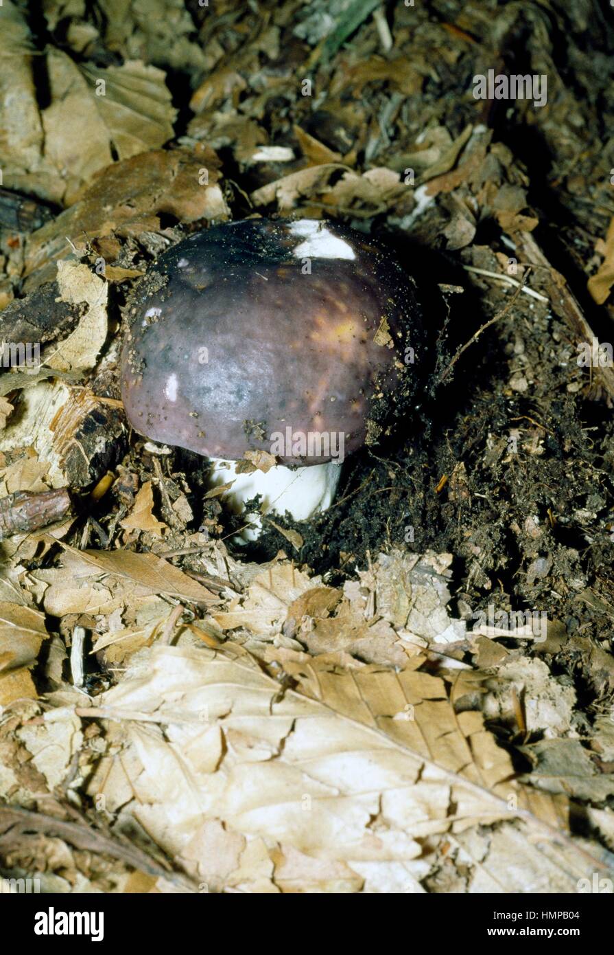 Charcoal burner (Russula cyanoxantha), Russulaceae Stock Photo Alamy