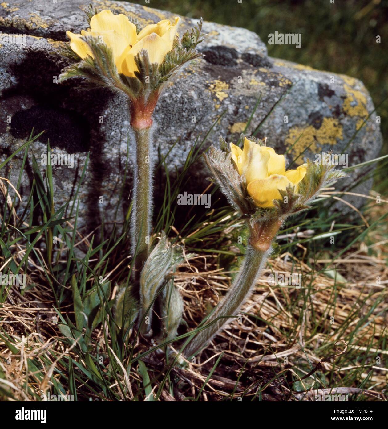 Yellow alpine anemone (Pulsatilla alpina sulphurea), Ranunculaceae. Stock Photo
