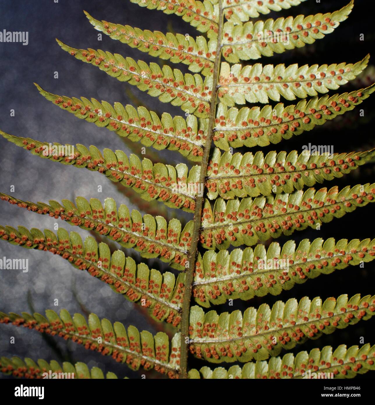 Spores, Male Fern (Dryopteris filix-mas), Dryopteridaceae. Stock Photo