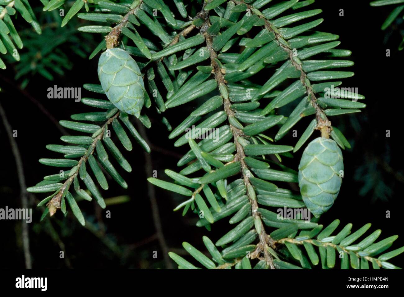 Canadian Spruce branch with cones (Tsuga canadensis), Pinaceae. Stock Photo