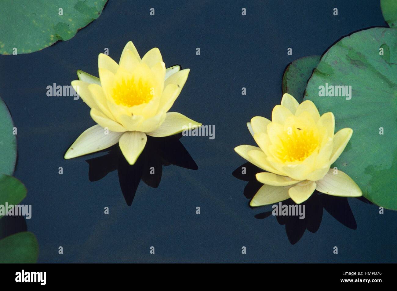 Water lily (Nymphaea x Marliacea Sunrise), Nymphaeaceae. Stock Photo