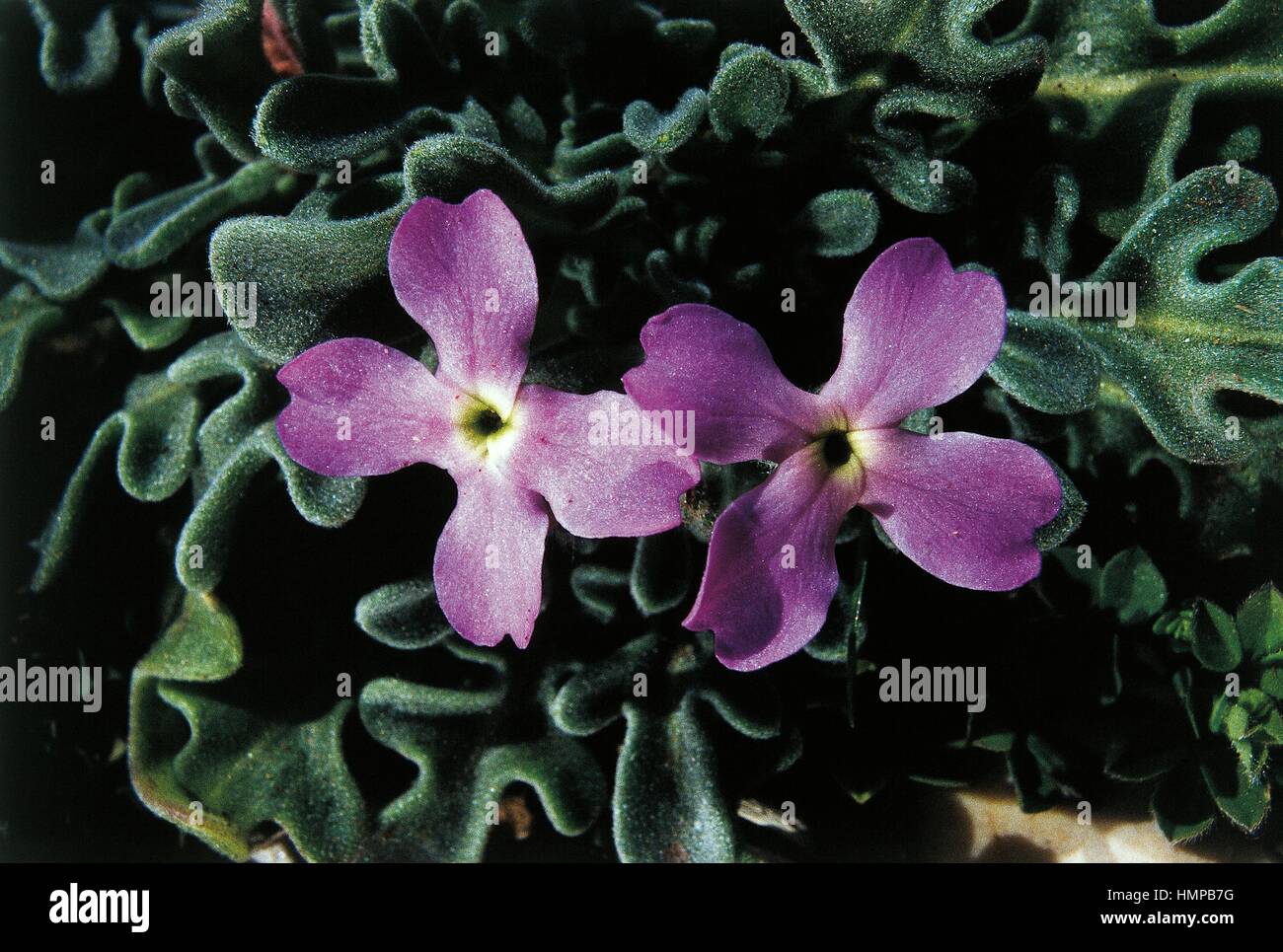 Hoary Stock or Tenweeks Stock (Matthiola incana), Brassicaceae. Stock Photo