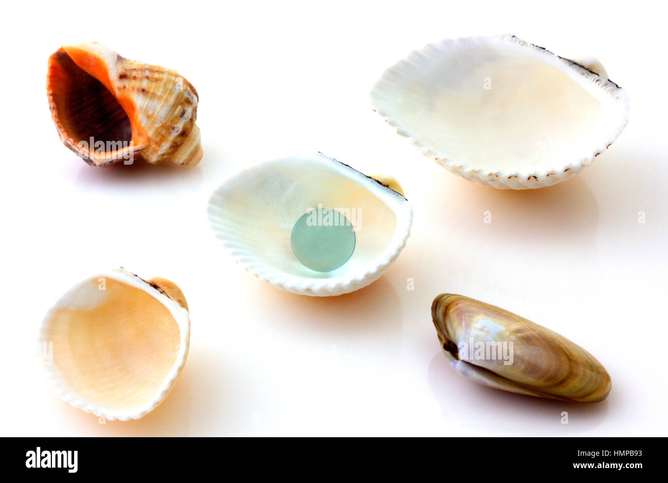 Shells with pearl and Rapana isolated on white Stock Photo - Alamy