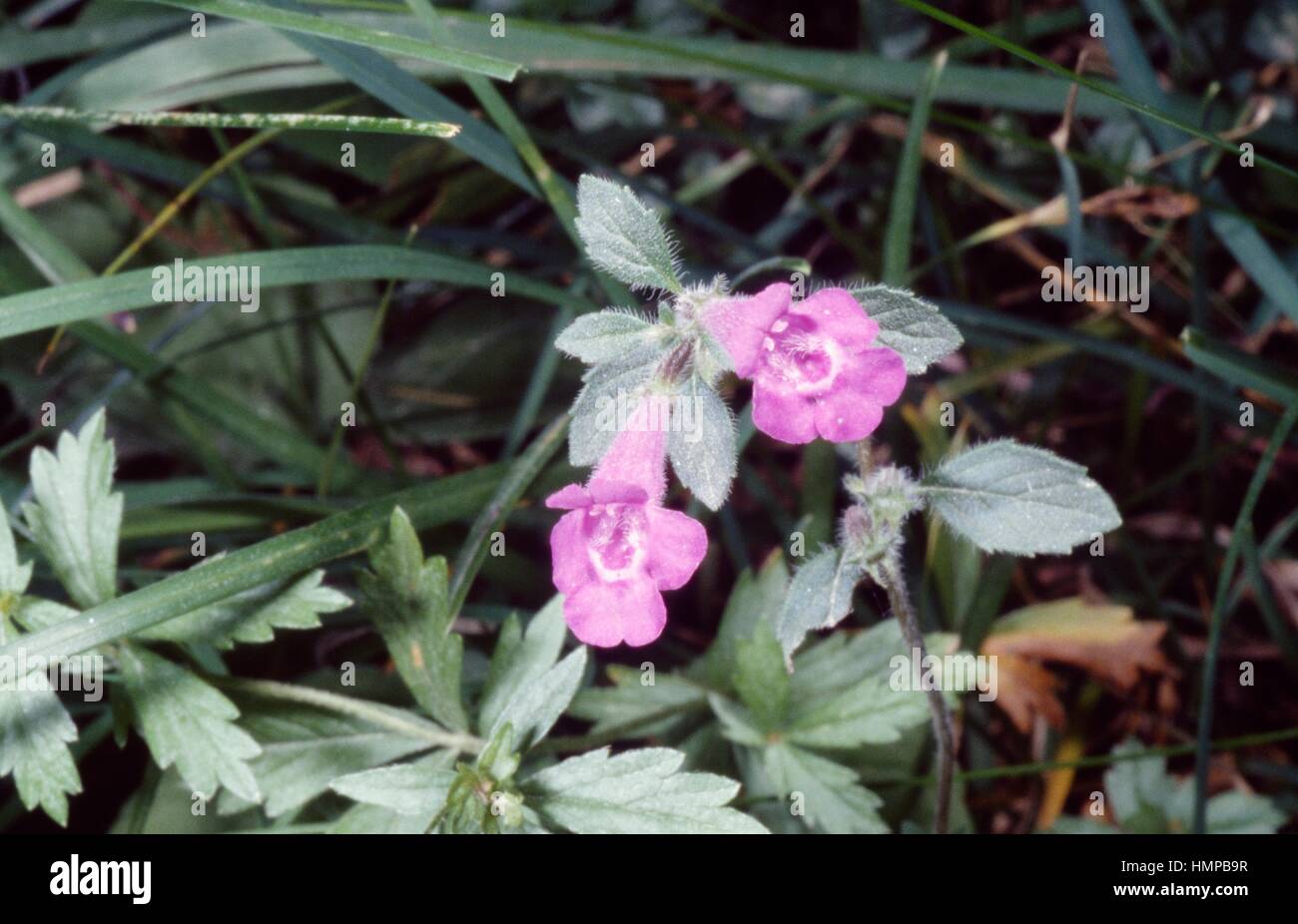 Calmintha (Clinopodium menthifolium), Lamiaceae. Stock Photo