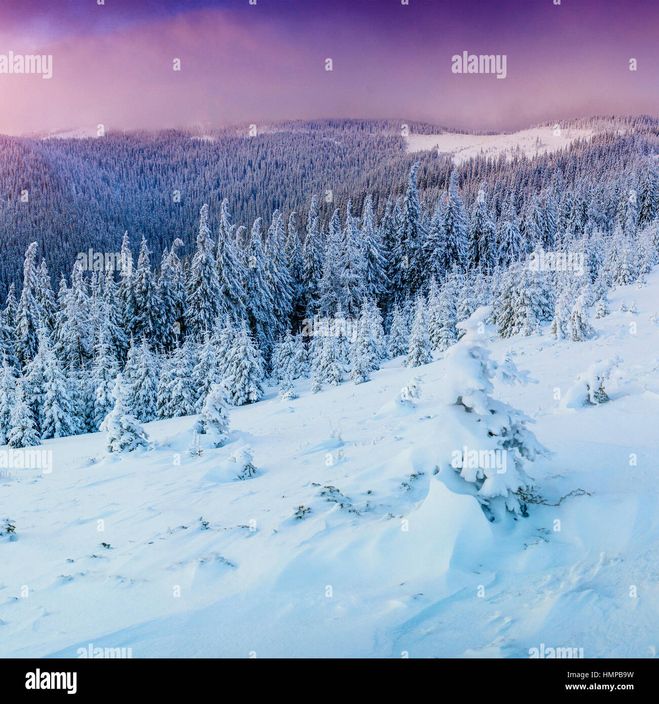 winter landscape trees in frost Stock Photo - Alamy