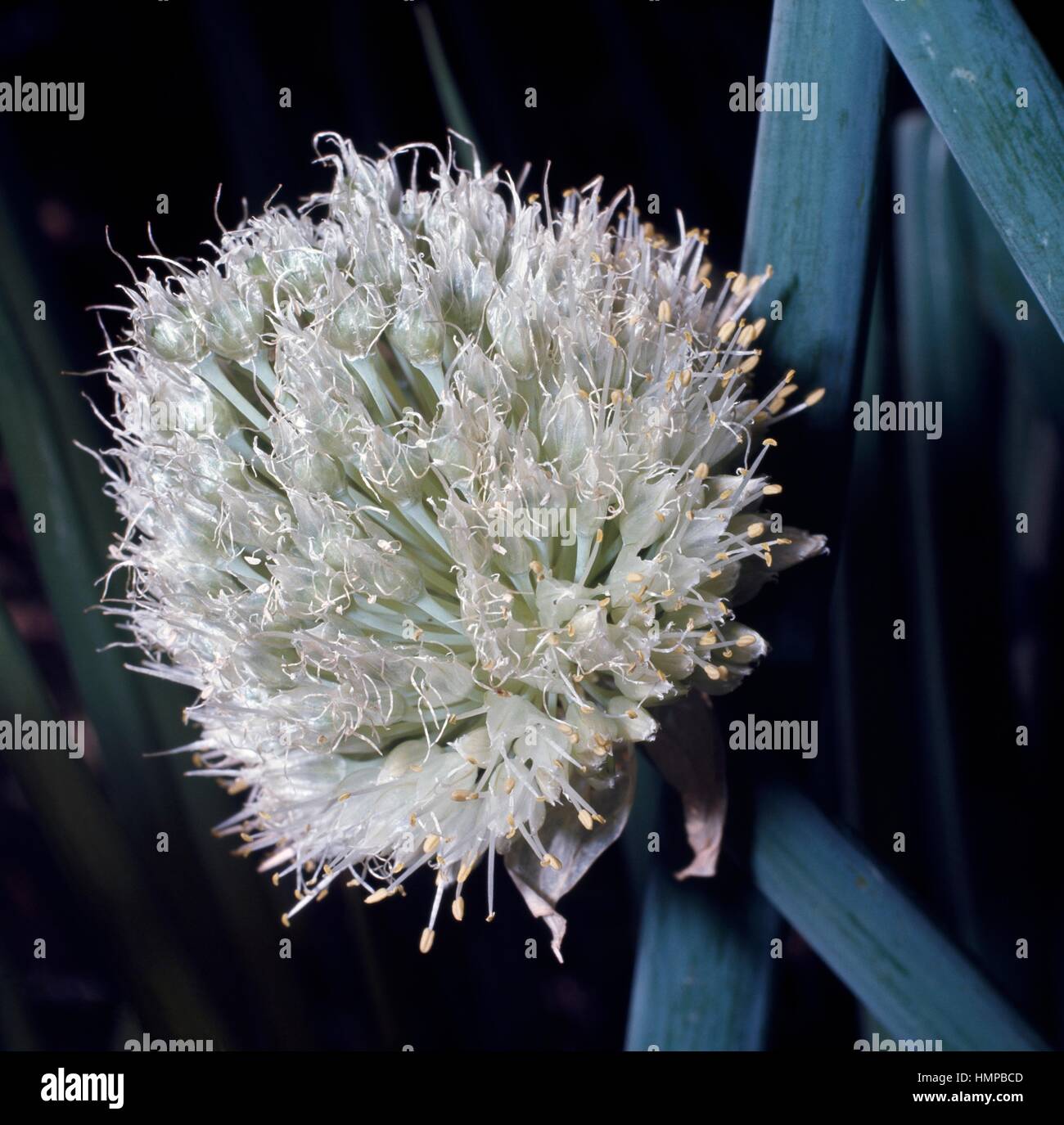 Onion inflorescence (Allium cepa), Liliaceae. Stock Photo