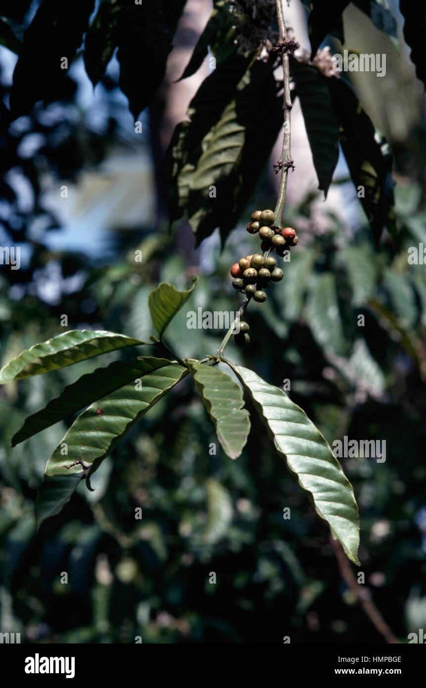 Arabian Coffee (Coffea arabica), Rubiaceae. Stock Photo
