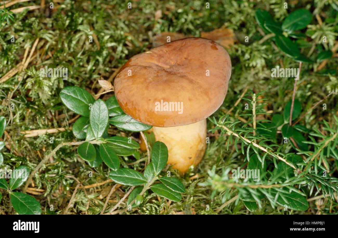 Weeping milk cap or Voluminous-latex milky (Lactarius volemus), Russulaceae. Stock Photo