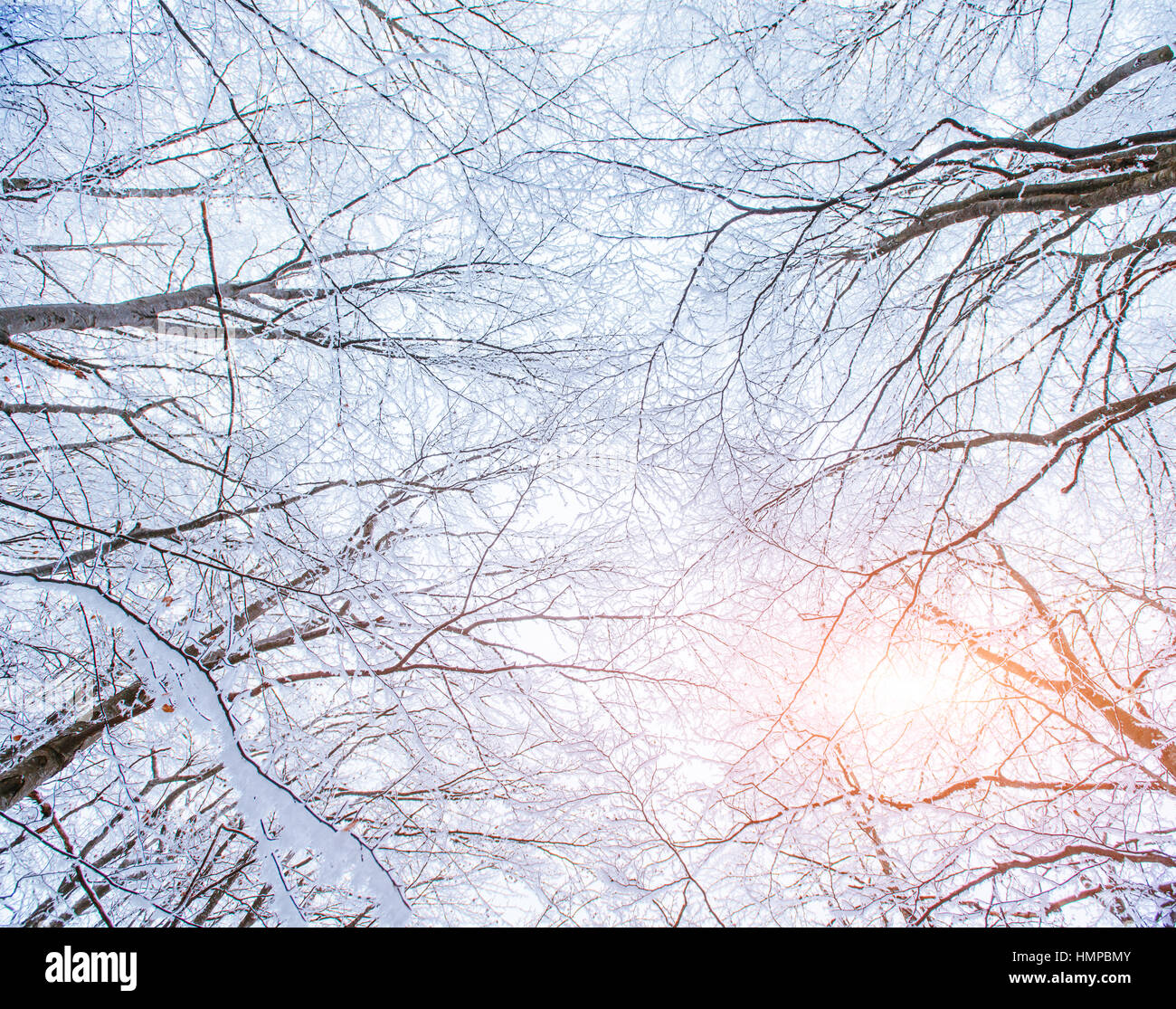 background with snow on branches Stock Photo - Alamy