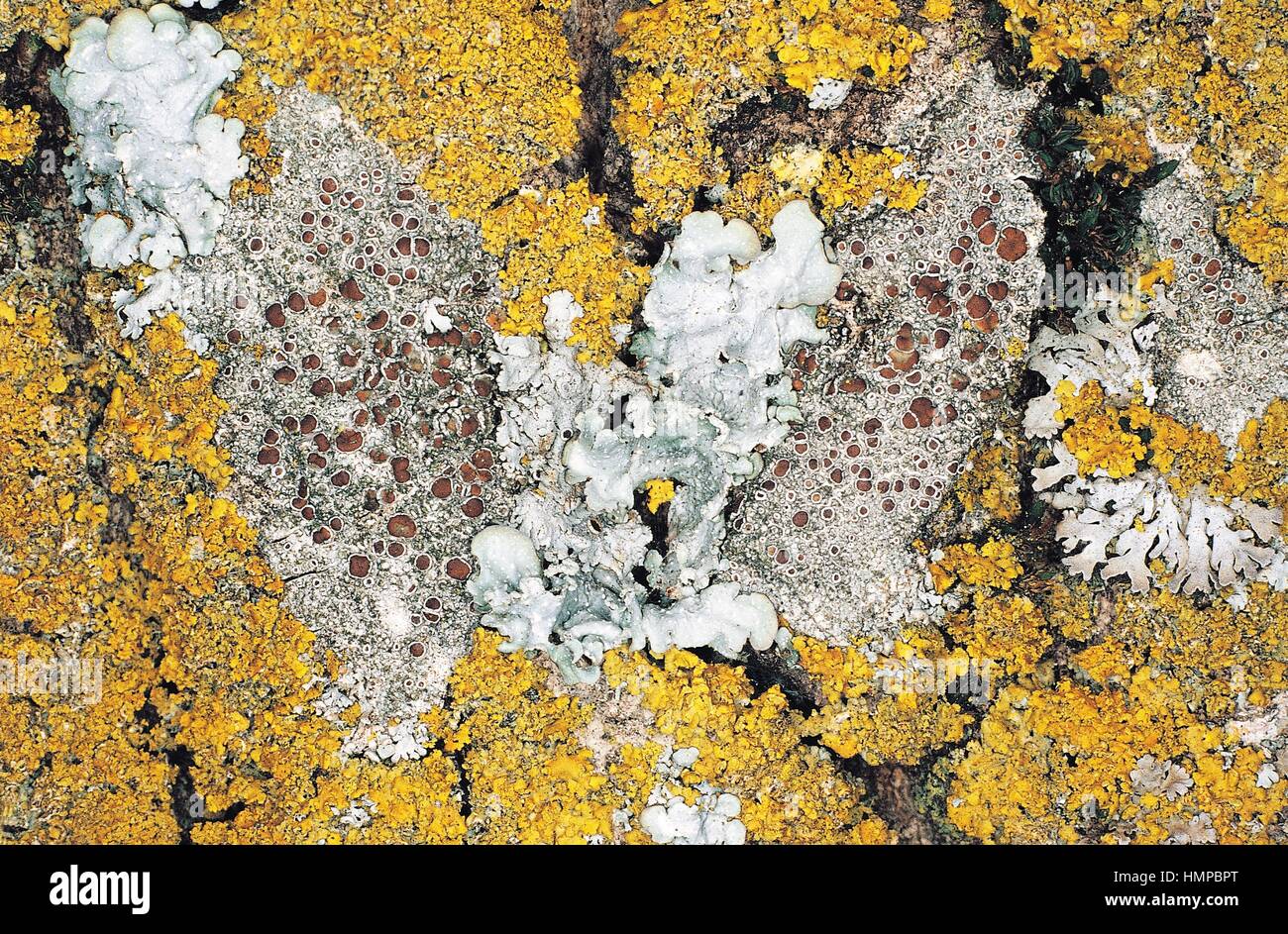 Salted Shield Lichen (Parmelia saxatilis), Parmeliaceae, Xanthoria fallax (Orange Wall Lichen), Teloschistacea, and textured lungwort (Lobaria scrobiculata), Lobariaceae. Stock Photo