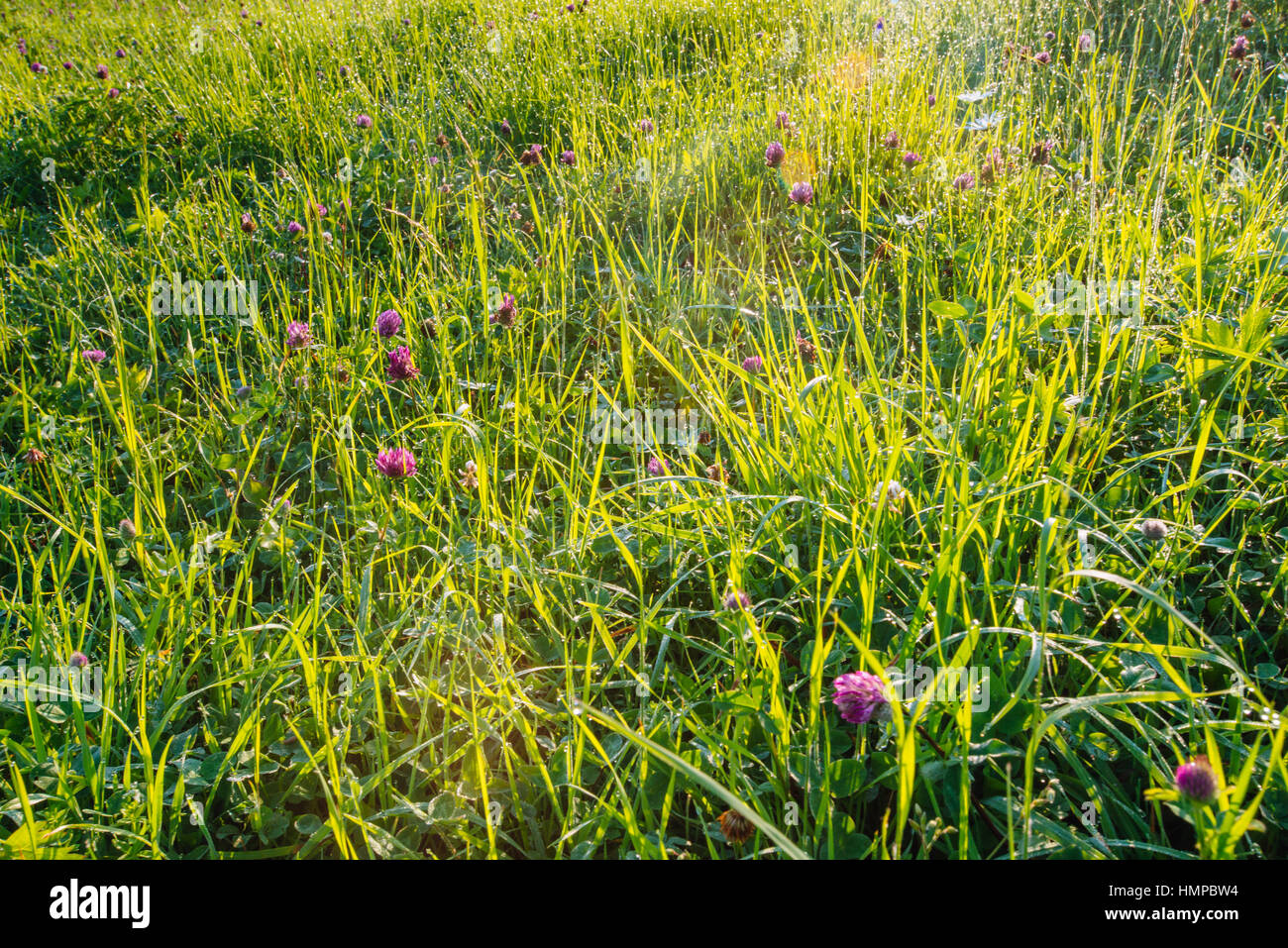 Green grass with water drops Stock Photo - Alamy