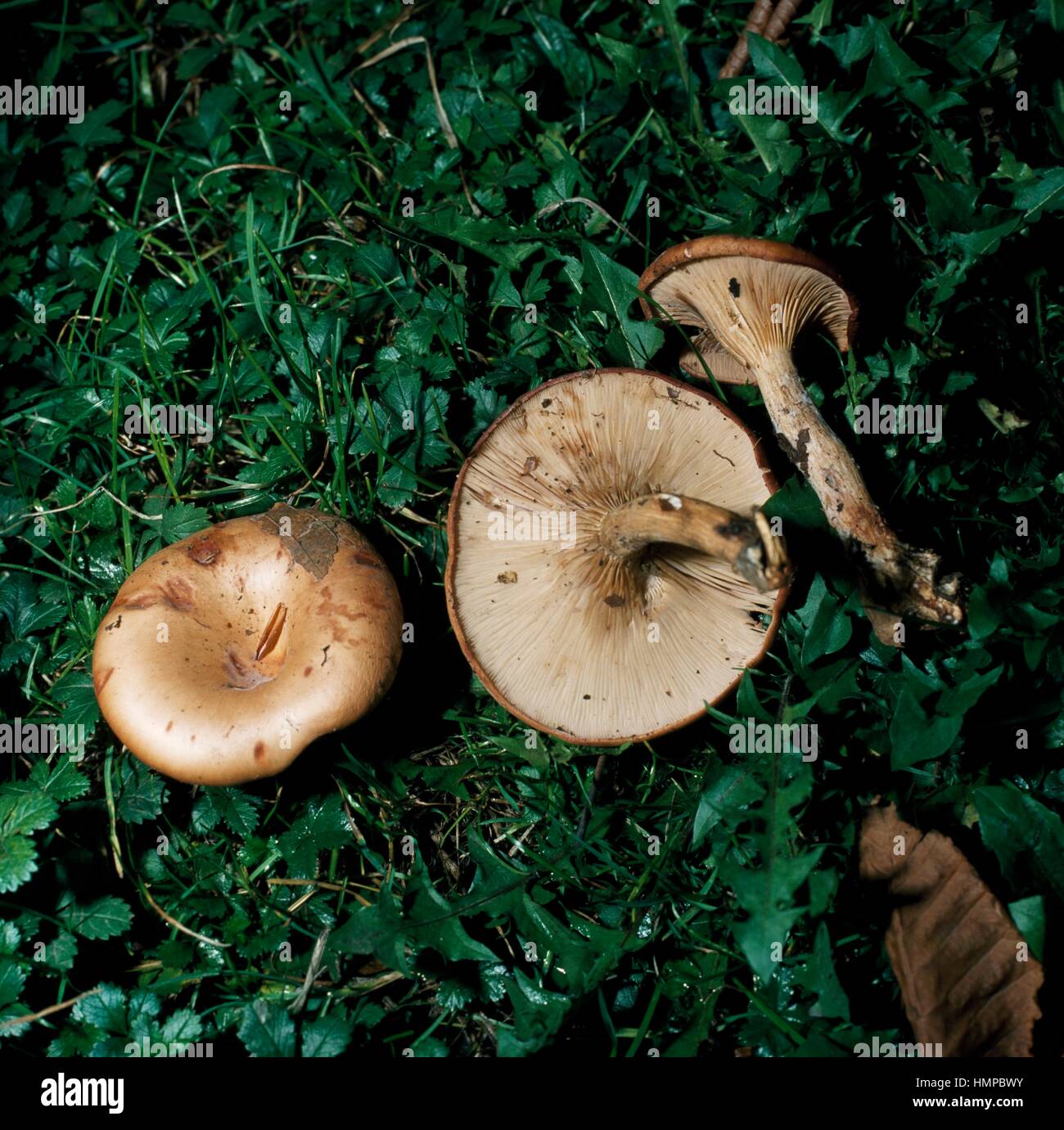 Examples of Clitocybe inversa or Lepista inversa, Tricholomataceae. Stock Photo