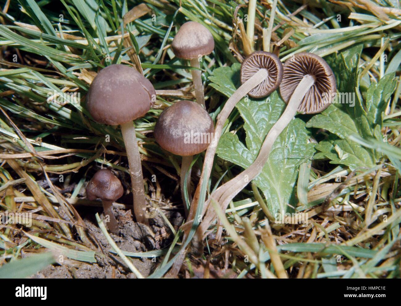 Mowers mushroom hires stock photography and images Alamy