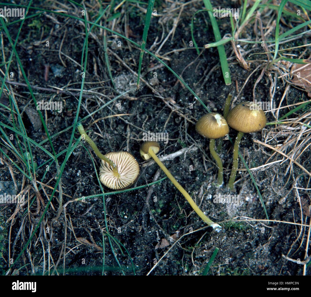 Examples of Mousepee Pinkgill (Entoloma incanum or Leptonia incana), Entolomataceae. Stock Photo