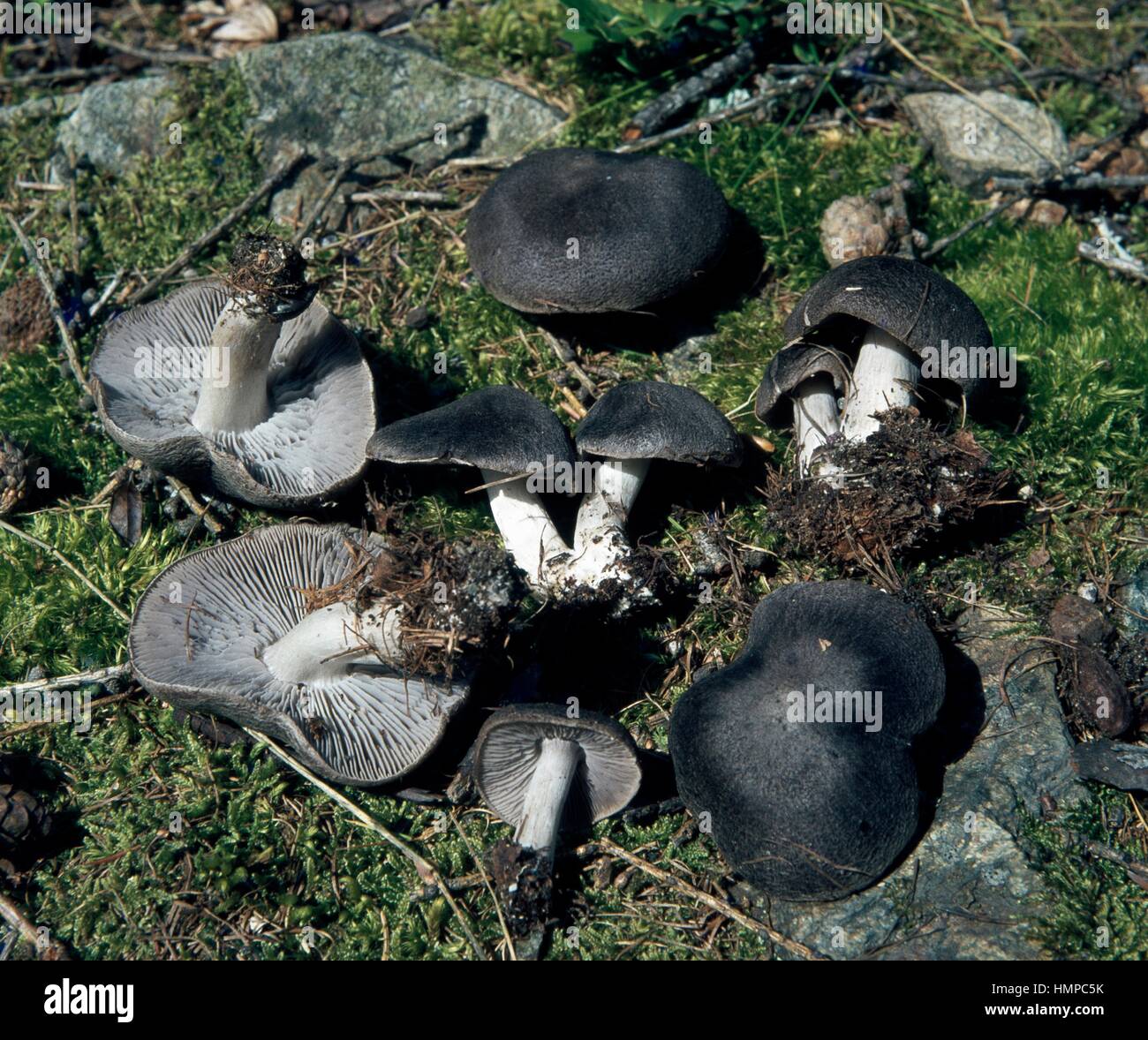 Examples of Grey Knight (Tricholoma terreum), Tricholomatacee. Stock Photo