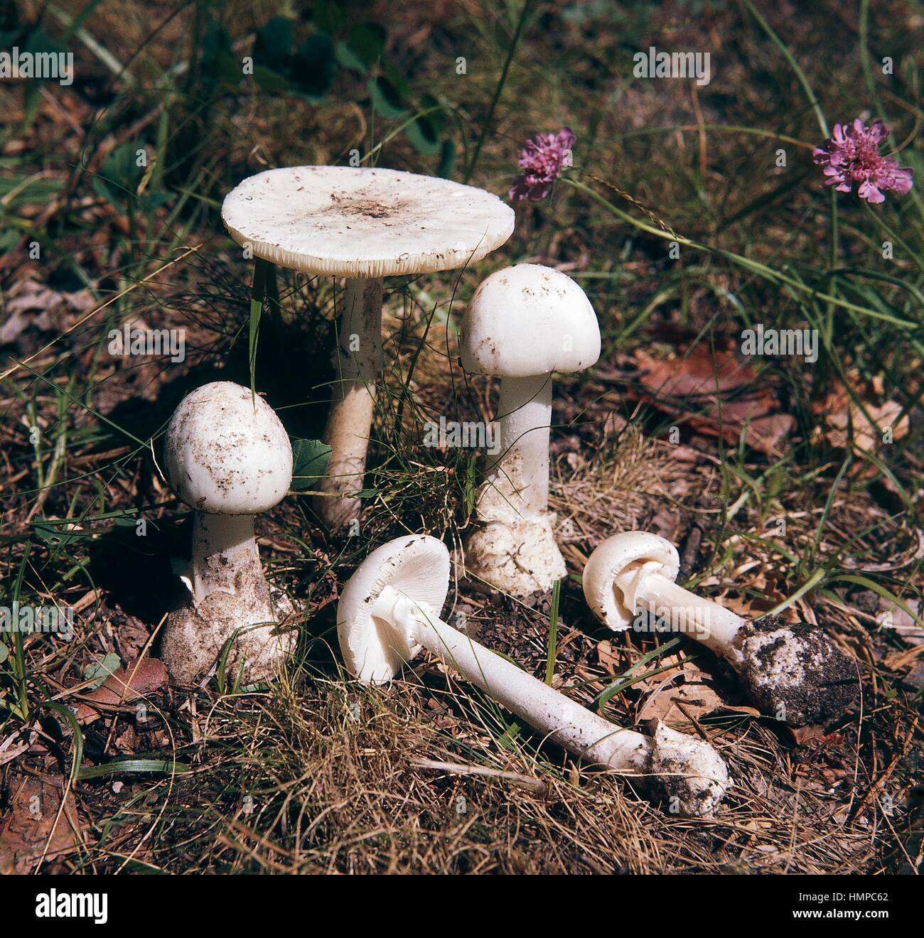 Examples of Fool's mushroom, Destroying angel or Mushroom fool (Amanita verna), Amanitaceae. Stock Photo