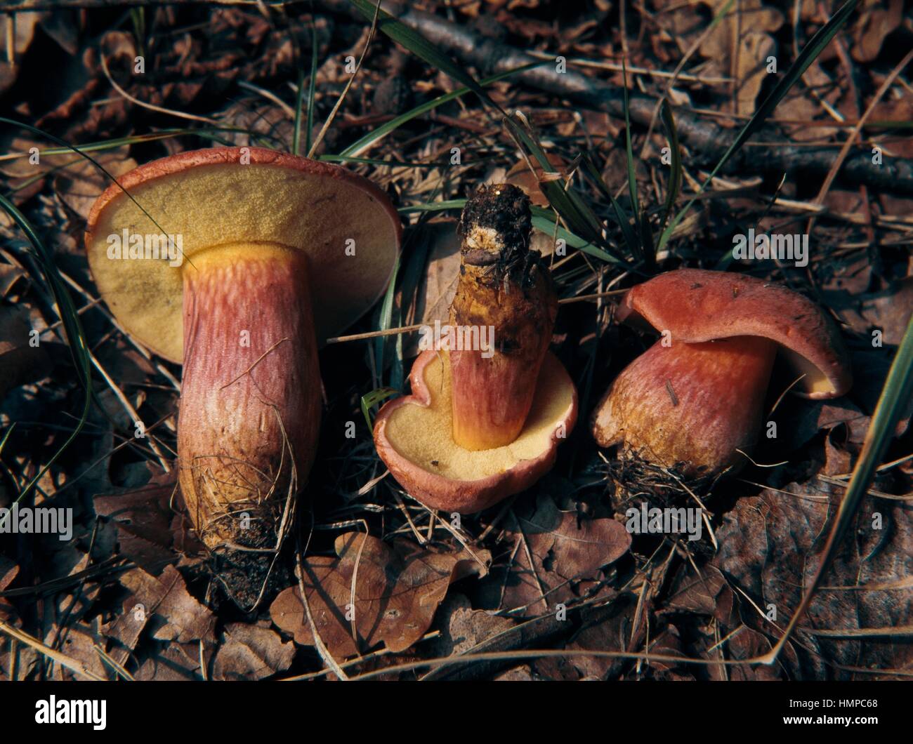 Ruby Bolete (Boletus rubellus or Boletus versicolor), Boletaceae Stock