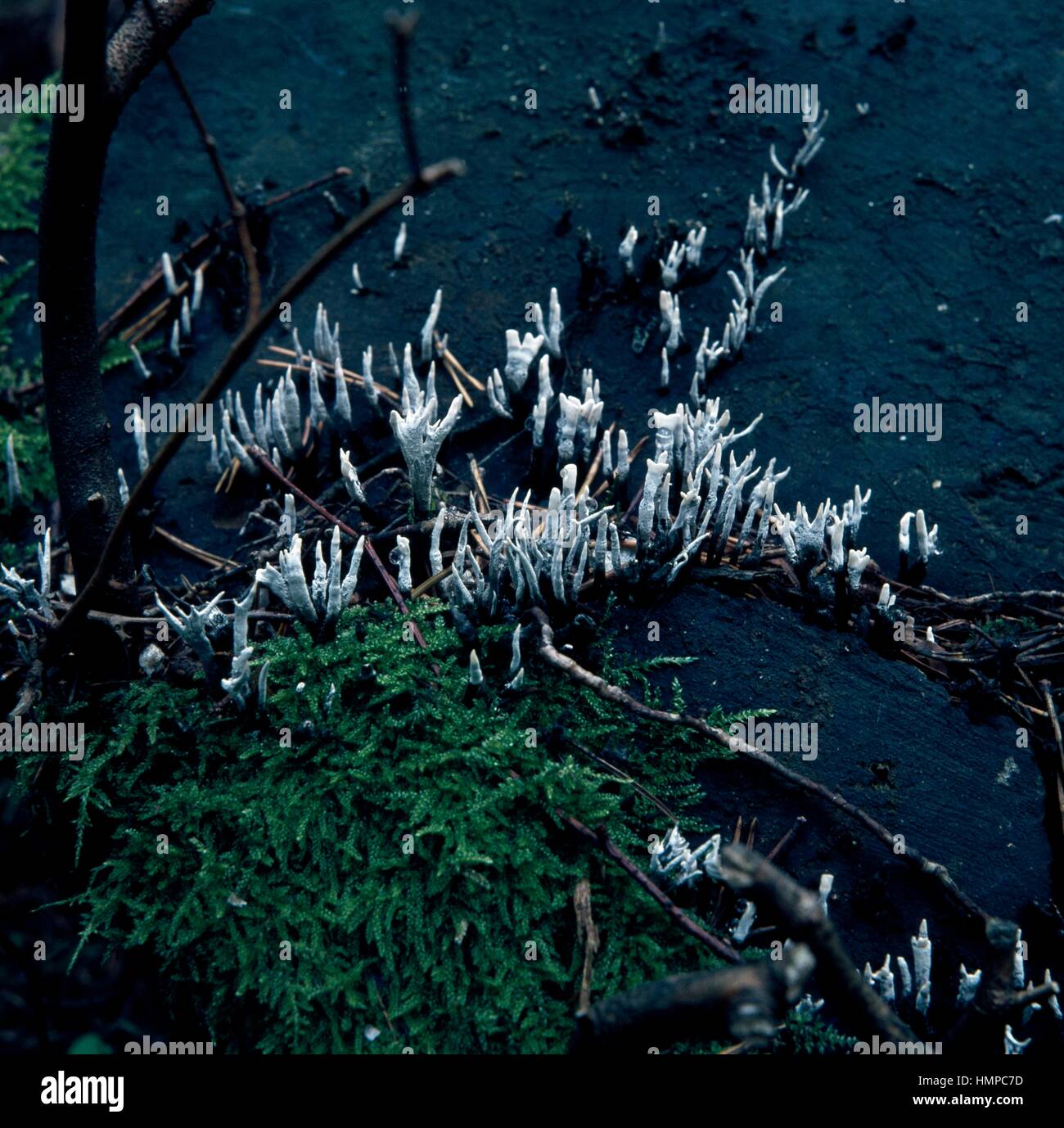 Example of Candlestick fungus, Candlesnuff fungus, Carbon antlers or Stag's horn fungus (Xylaria Hypoxylon), Xylariaceae. Stock Photo
