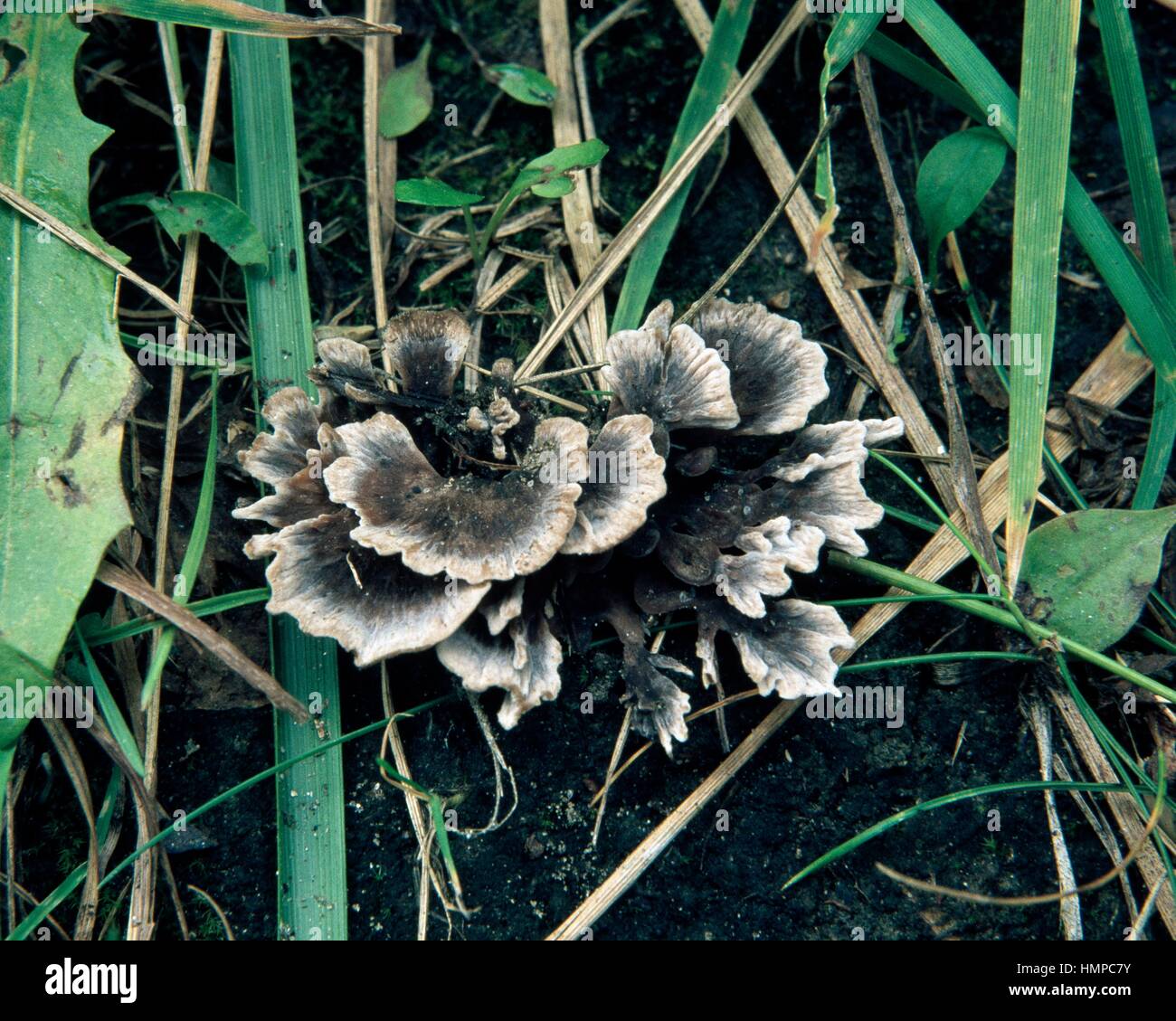 Phylacteria anthocephala or Thelephora anthocephala, Teleforaceae. Stock Photo