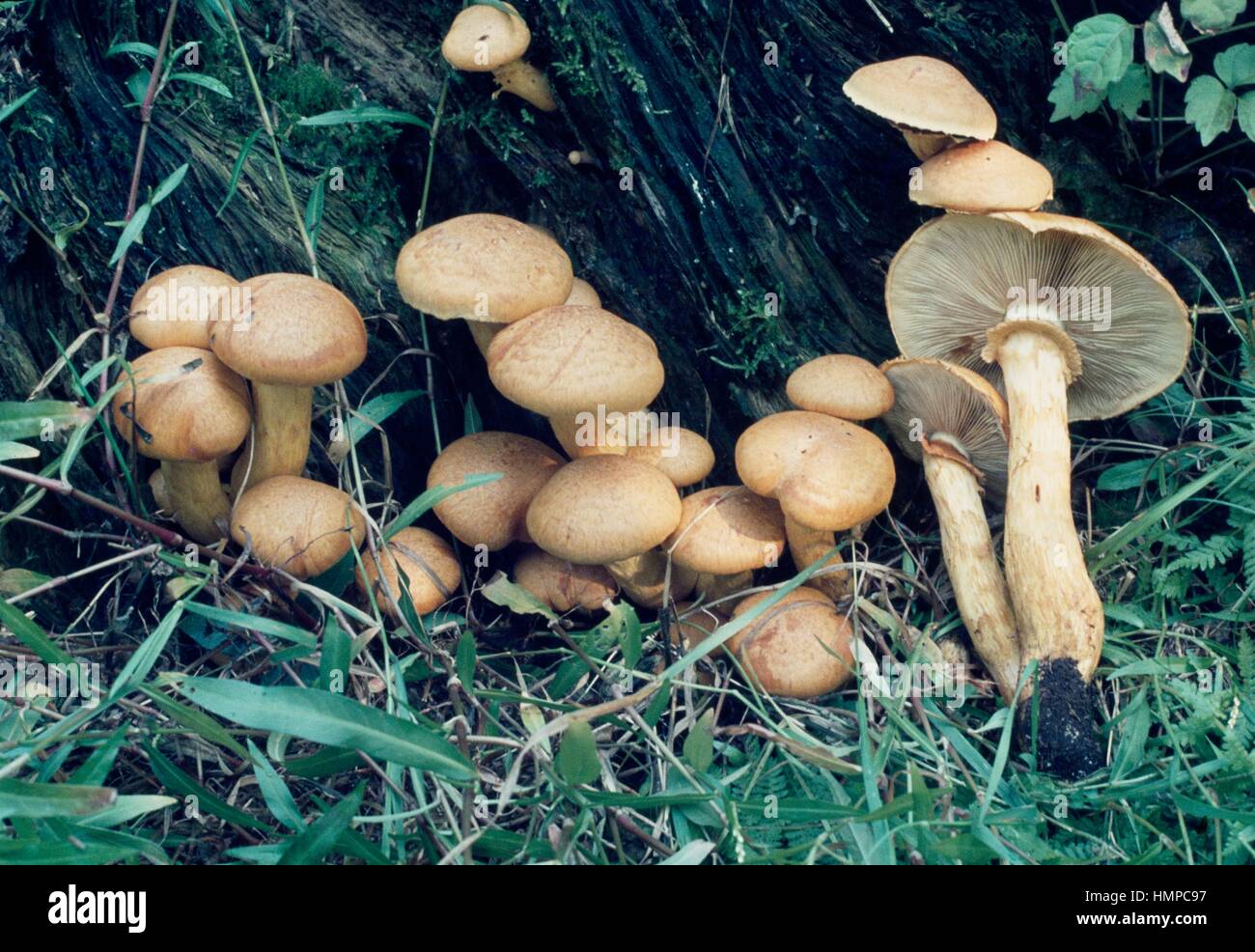 Example of Laughing gym, Laughing Jim, or Spectacular rustgill, (Gymnopilus spectabilis), its name derives from its hallucinogenic properties, Cortinariacee. Stock Photo