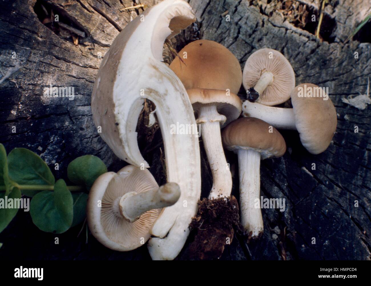 Examples Black Poplar Mushroom (Agrocybe aegerita), Bolbitiaceae. Stock Photo