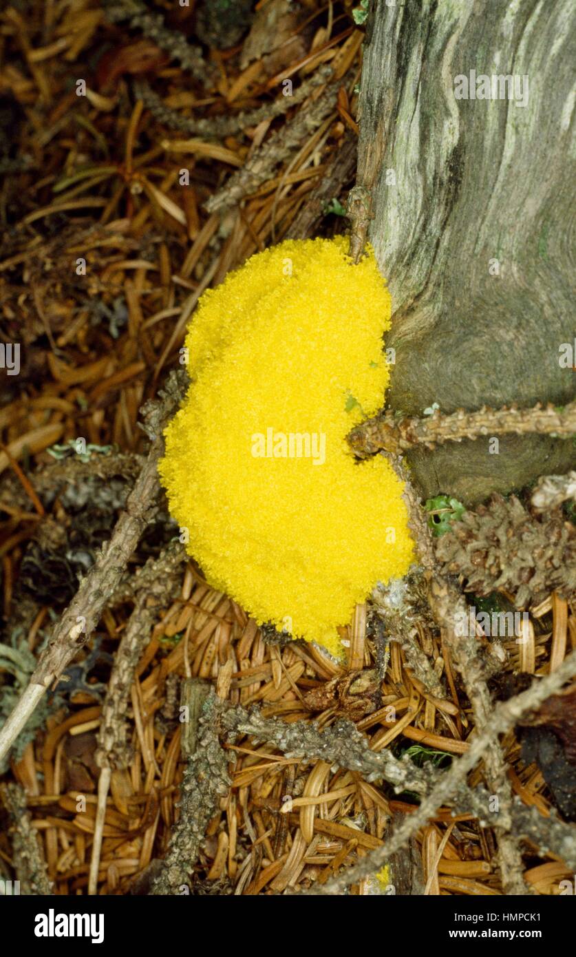 Dog vomit slime mold or Scrambled egg slime (Fuligo septica), Physaraceae. Stock Photo
