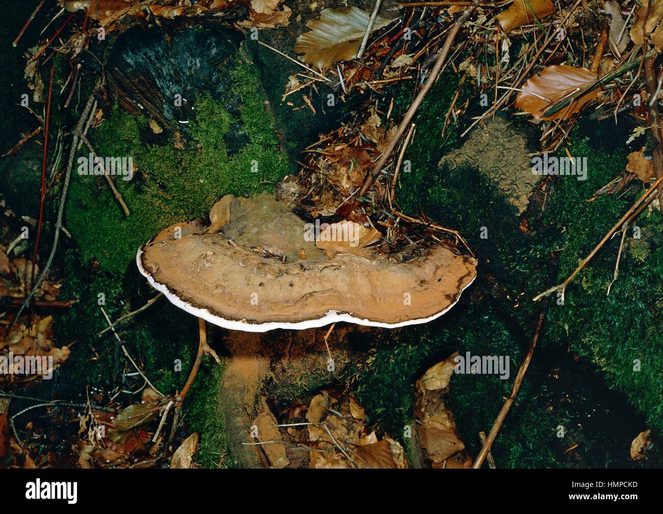 Artist's Bracket, Artist's Conch or Flacher Lackporling (Ganoderma applanatum), Ganodermataceae. Stock Photo