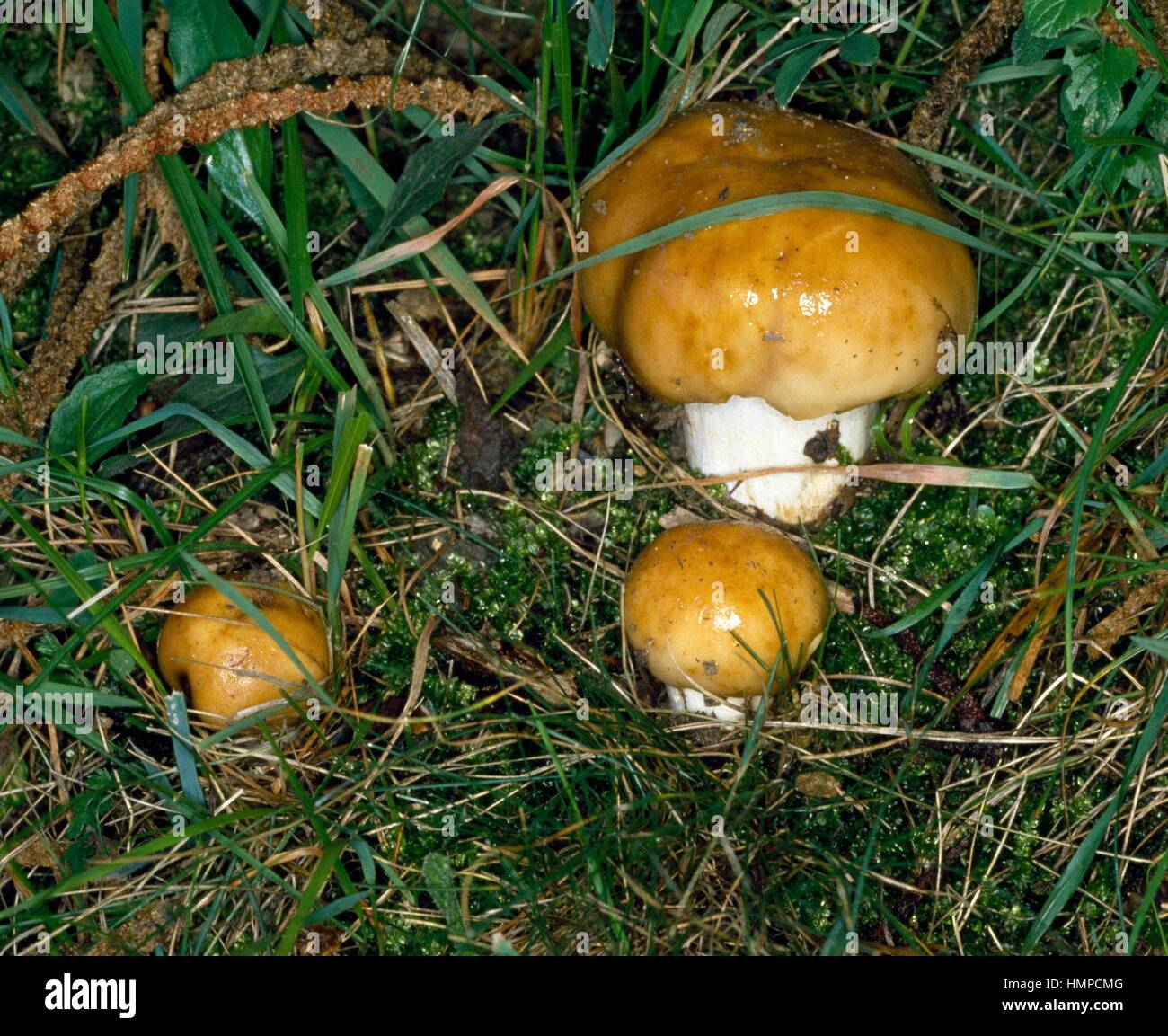 Stinking Brittlegill (Russula foetens), Russulaceae Stock Photo Alamy