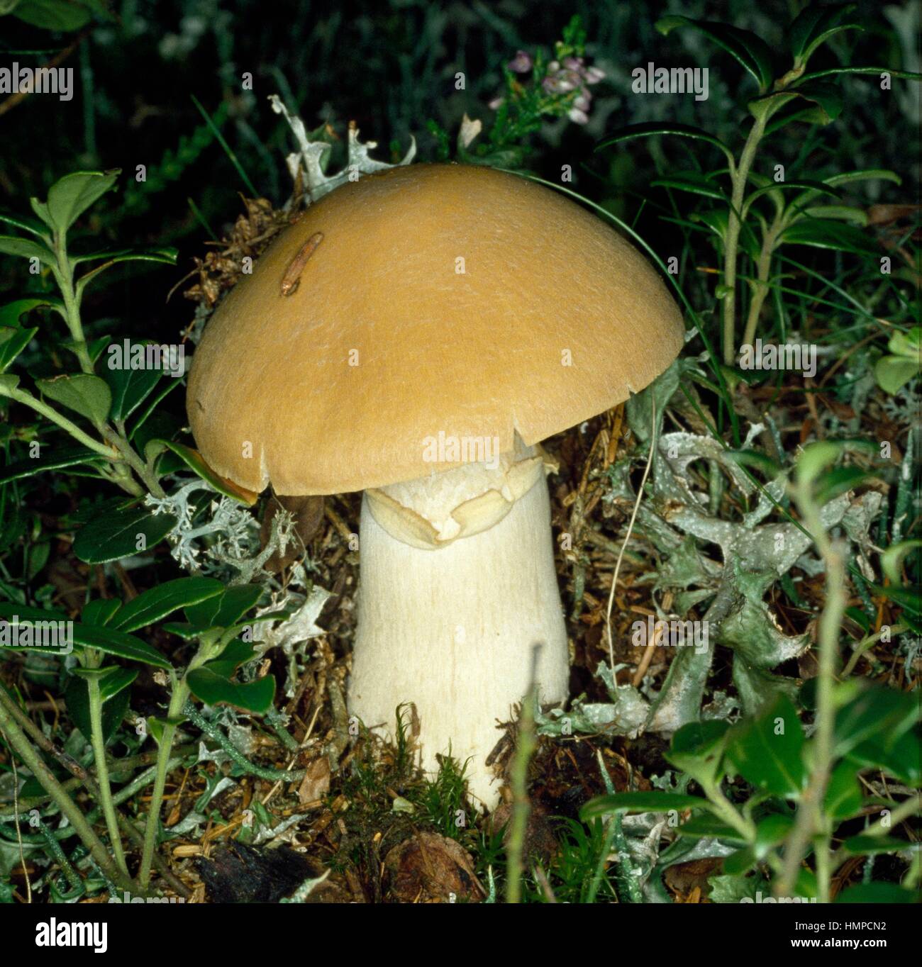 Gypsy Mushroom Cortinarius Caperatus Or Rozites Caperata Cortinariaceae Stock Photo Alamy