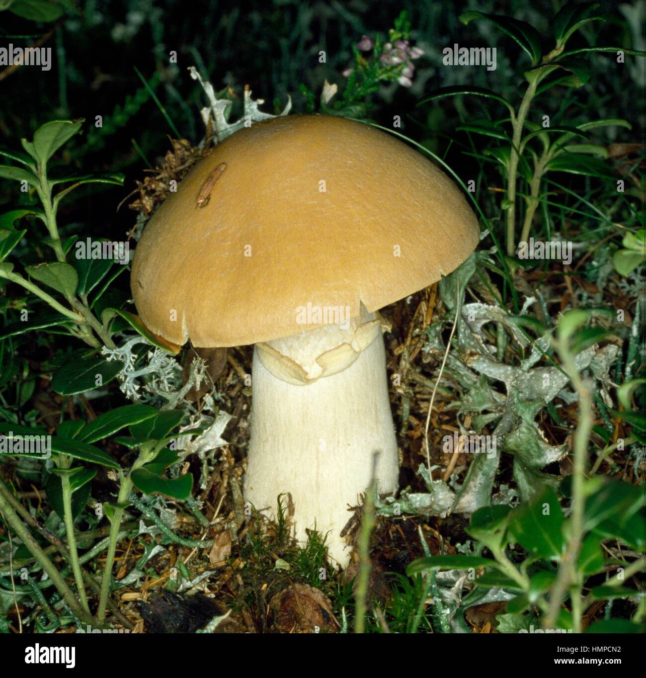 Gypsy mushroom (Cortinarius caperatus or Rozites caperata), Cortinariaceae. Stock Photo