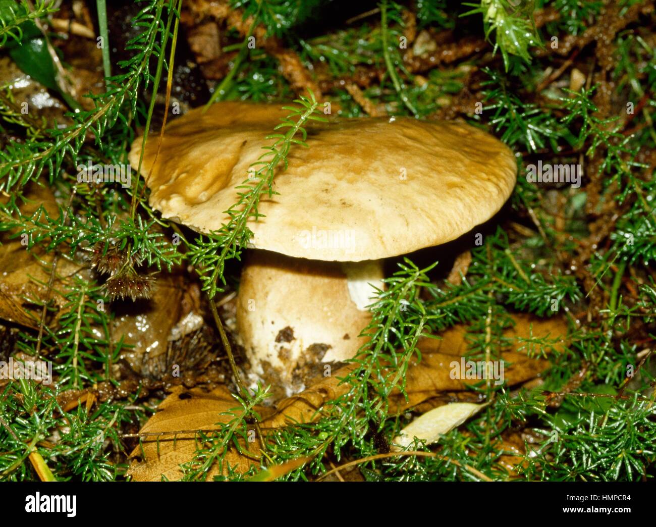 Chestnut bolete (Gyroporus castaneus or Boletus castaneus), Boletaceae. Stock Photo