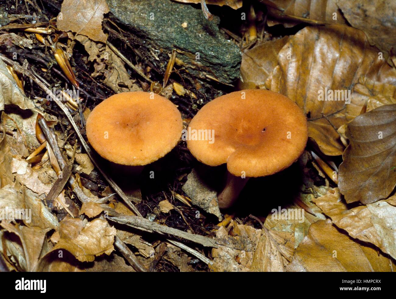 Examples of Lactarius rugatus, Russulaceae. Stock Photo