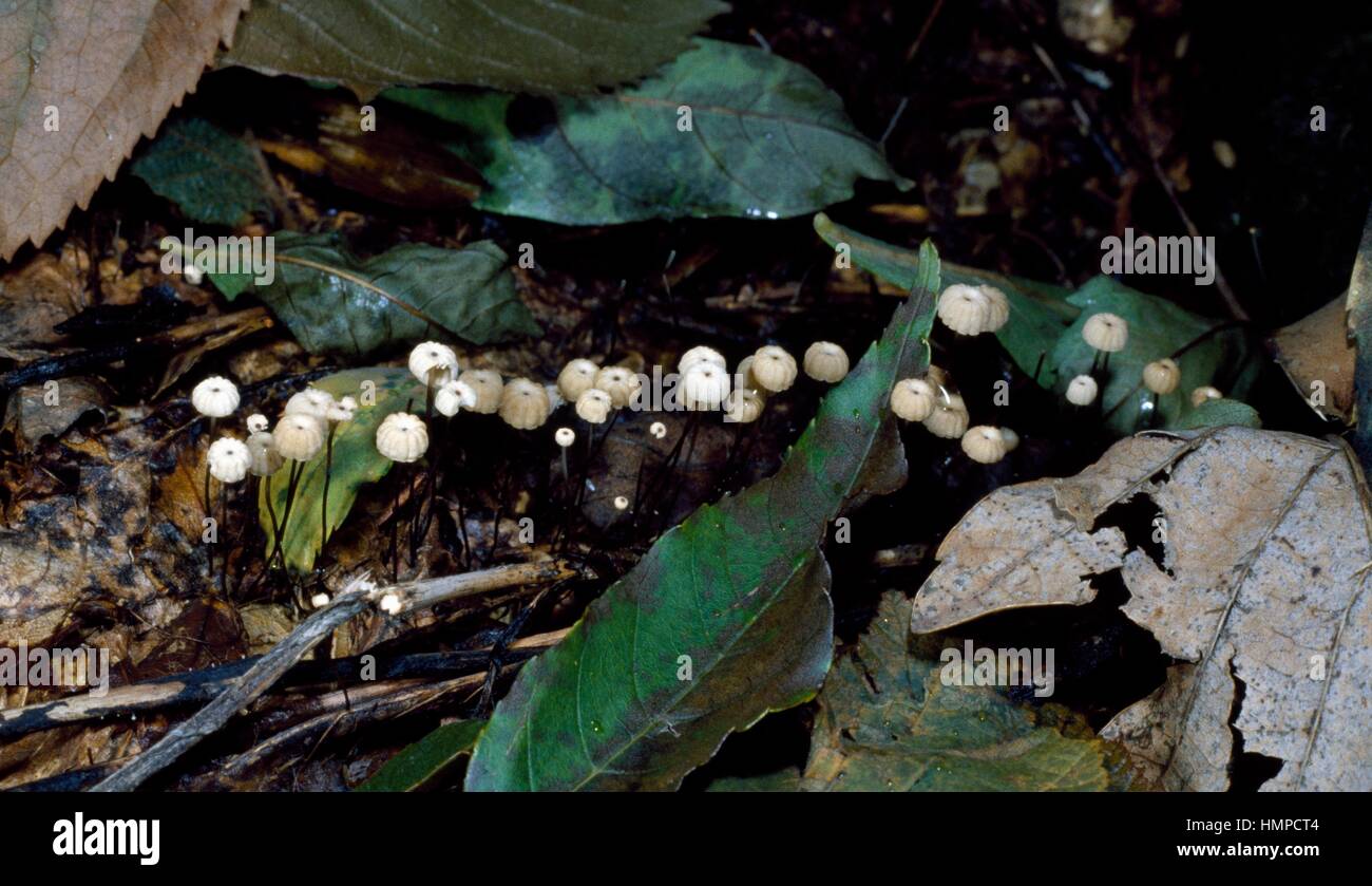 Examples of Collared Parachute, Pinwheel mushroom or Horse hair fungus (Marasmius rotula), Tricholomataceae. Stock Photo
