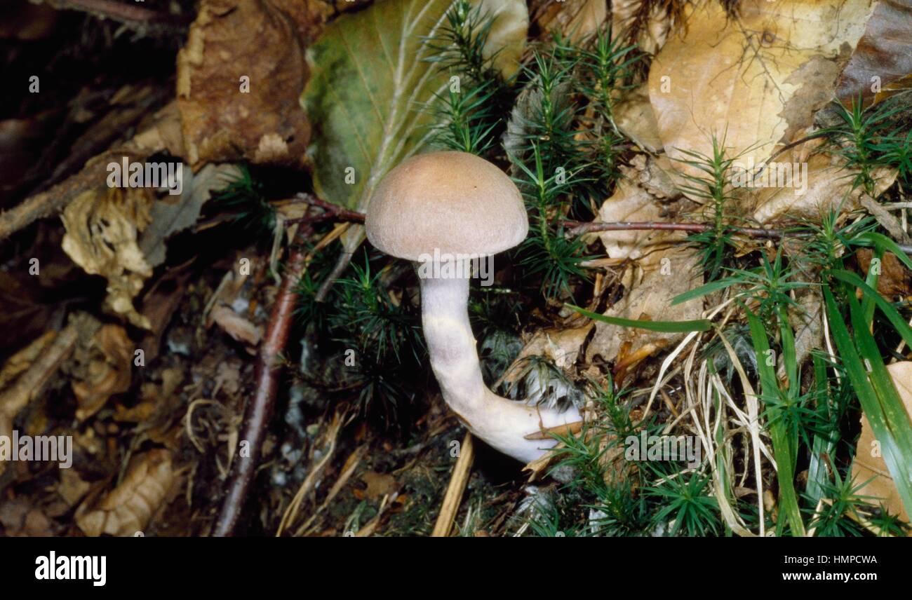 Variable webcap (Cortinarius anomalus), Cortinariaceae. Stock Photo