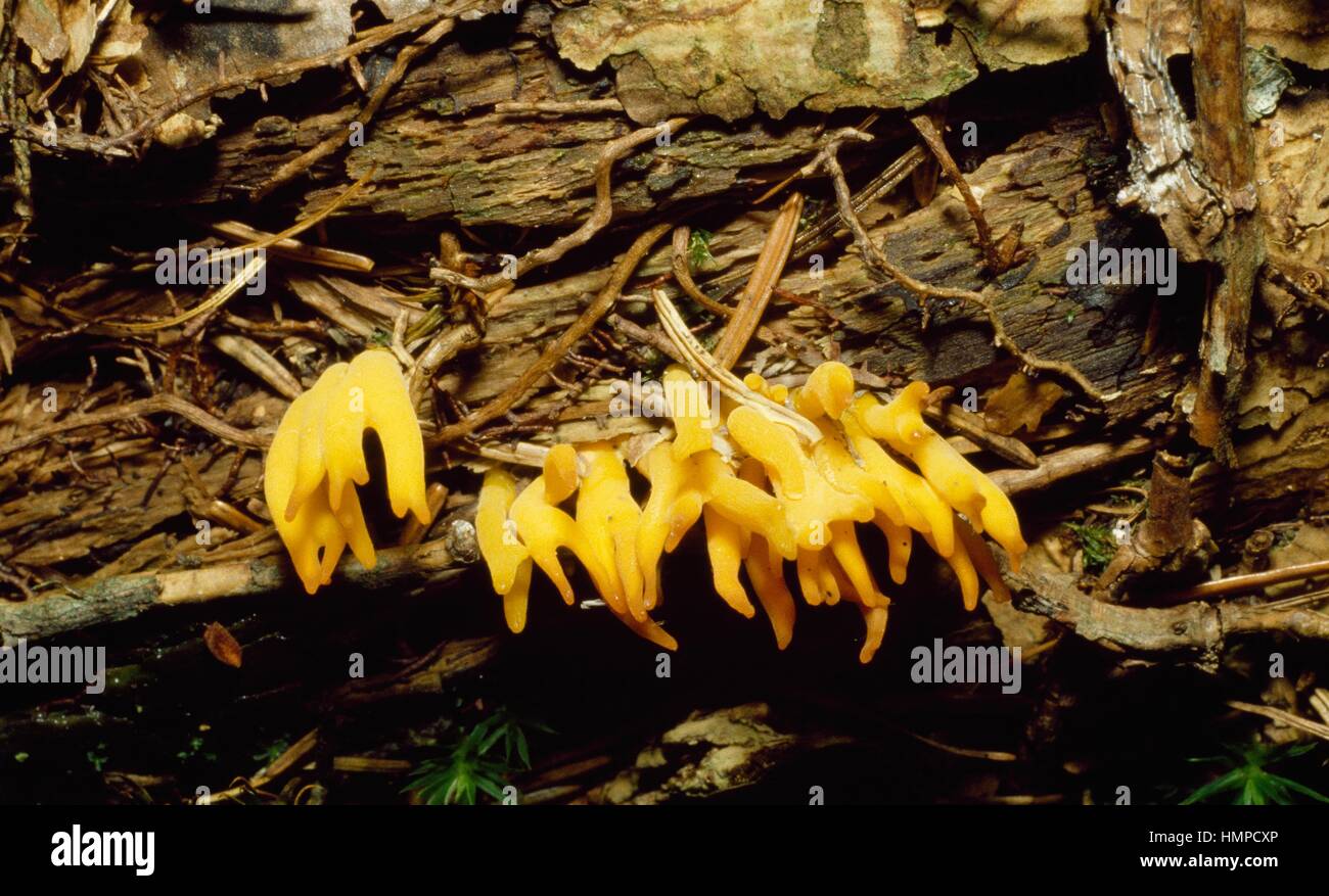 Yellow tuning fork or Yellow stagshorn fungus (Calocera viscosa), Dacrymycetaceae. Stock Photo