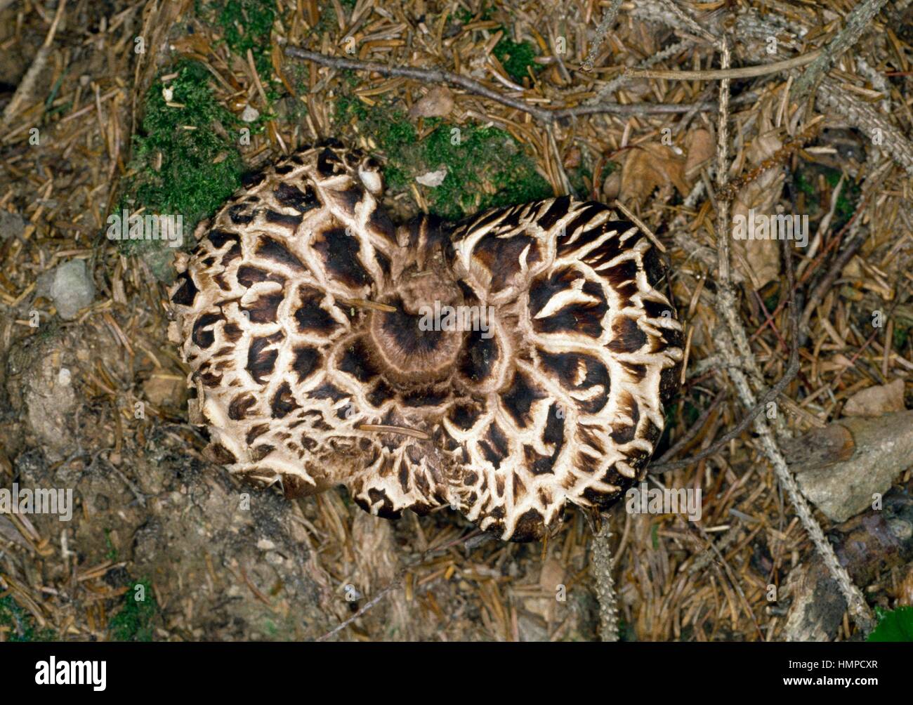 Scaly Tooth, Shingled hedgehog or Scaly hedgehog (Sarcodon imbricatum), Hydnaceae. Stock Photo
